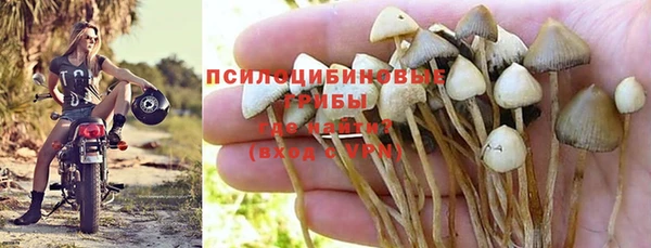 сатива Новокубанск